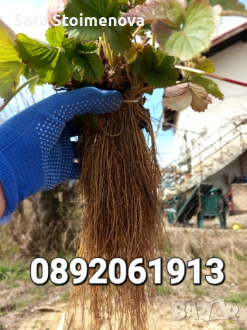 Разсад ягоди, снимка 2 - Разсади - 53970626