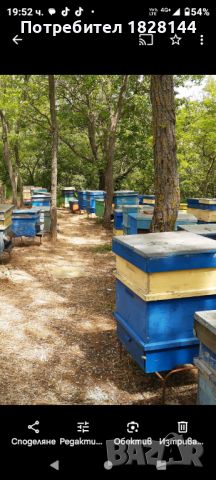 Продавам пчелни семейства ДБ и ЛР, снимка 1 - За пчели - 45657534