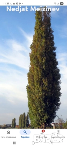 Топола , снимка 6 - Разсади - 51790990