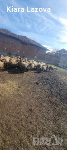 Заплодени овце, снимка 2 - Овце - 53591118