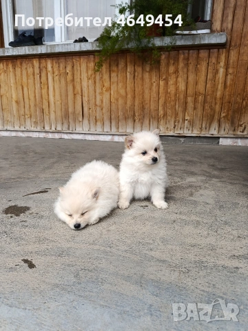 Померани-мини шпиц, снимка 4 - Померан - 54014918