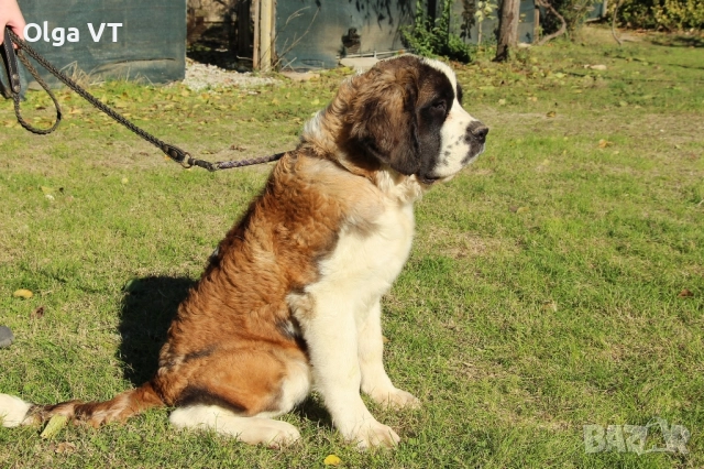 Санбернар на 7 месеца, снимка 3 - Санбернари - 52426616