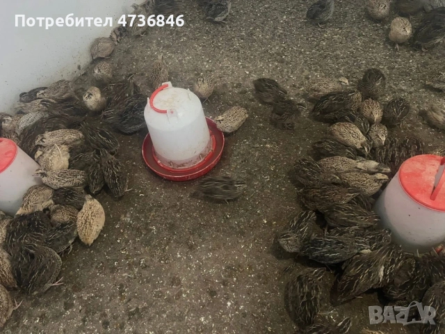 Продавам пътпъдъци