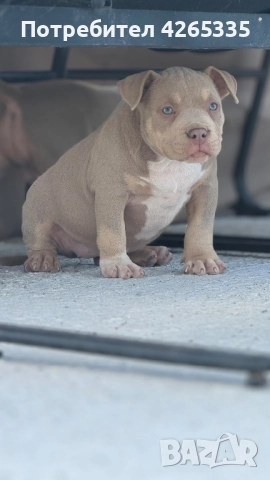 Американско були покет. 4 свободни женски, снимка 3 - Други - 51783586