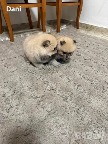 Mini Pomeran, снимка 2 - Померан - 53453223
