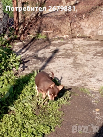 Чихуахуа - добри майки, снимка 7 - Чихуахуа - 52472489