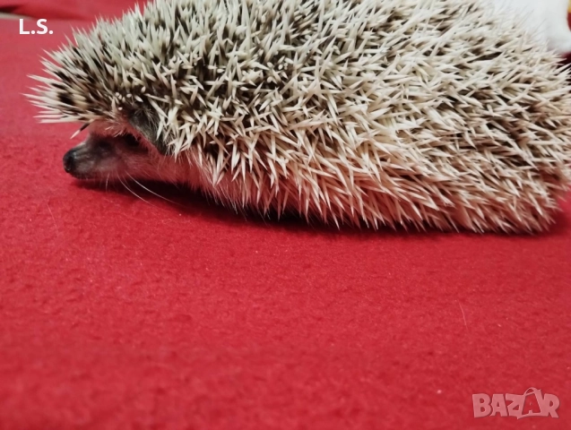 женско африканско таралежче на 1 година, снимка 4 - Таралеж - 51584906