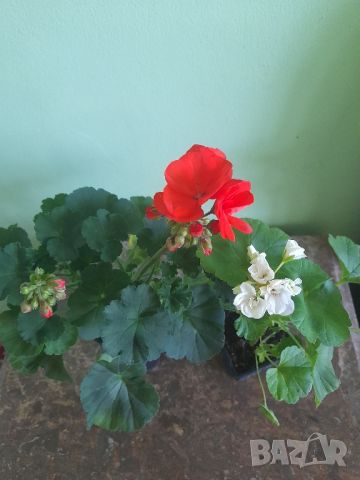 Комплект Мушката , снимка 1 - Градински цветя и растения - 45836098
