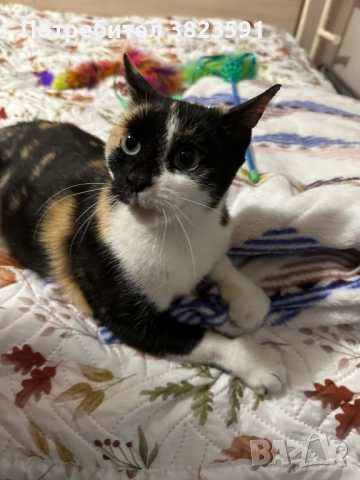 Търсим дом на женско котенце с направени ваксини, паспорт и изследвания, снимка 2 - Други - 52398990