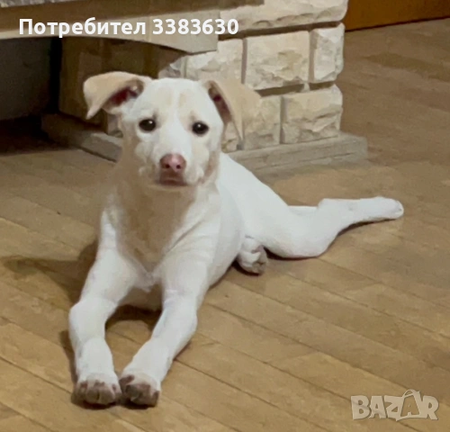 Подарявам две сладки  женски кученца, снимка 3 - Други - 53078182