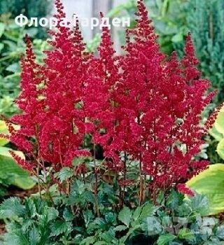 МНОГОГОДИШНИ ЦВЕТЯ - Коренища, снимка 18 - Градински цветя и растения - 53138637