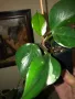 Philodendron White Knight , снимка 1