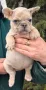 Френски булдог/French Bulldog от 600 до 700лв , снимка 7