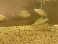 Коридорас Брохис / Corydoras Brochis, снимка 5