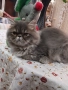 Продавам персийско женско коте, снимка 5