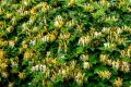 Японски орлови нокти (Lonicera japonica), снимка 1 - Градински цветя и растения - 45931371