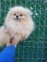 Женски померан , снимка 2