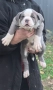 Американско Були Хл/American Bully XL , снимка 10