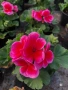Pelargonium zonale (Моловка), снимка 1