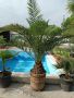 Финикова палма - различни големини, снимка 1 - Стайни растения - 30370907