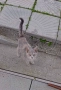 Малко коте търси дом!, снимка 2