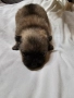 Мини немски шпиц-Померан, снимка 11
