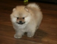 Померан мини , снимка 3