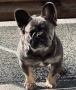Френски Булдог, снимка 14
