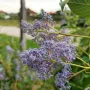 Калифорнийски люляк Хенри Дефозе,  Ceanothus 'Henry Defosee', снимка 6