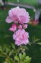 Мини роза храстовидна , снимка 1 - Градински цветя и растения - 45880259