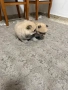 Mini Pomeran, снимка 2