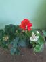 Комплект Мушката , снимка 1 - Градински цветя и растения - 45836098