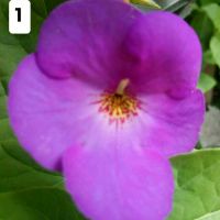 АХИМЕНЕС - 10 вида, снимка 2 - Градински цветя и растения - 45075414