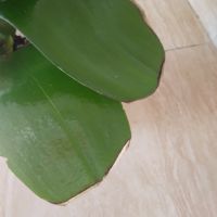 Орхидея буда трежър ароматна , снимка 4 - Стайни растения - 45262936