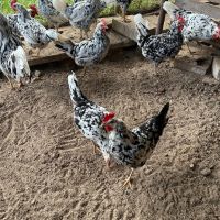 Оплодени яйца от Легхорн Ексчекър , снимка 3 - Кокошки и пуйки - 45775500