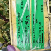 Илекс, Ilex aquifolium 'Ferox Argentea', студоустойчив, многогодишен, снимка 5 - Градински цветя и растения - 45570070
