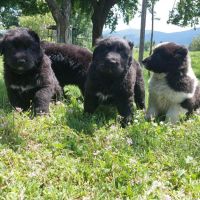 Продавам български овчарски кучета, снимка 1 - Каракачанска овчарка - 45594348
