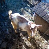 Продавам стадо 6 кози и 5 ярета, снимка 3 - Кози - 45891654