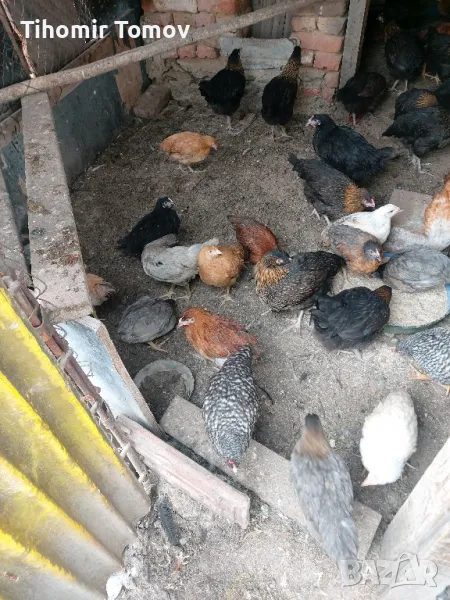 продавам ярки , снимка 1