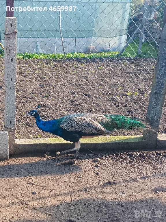 Пауни мъжки и женски , снимка 1