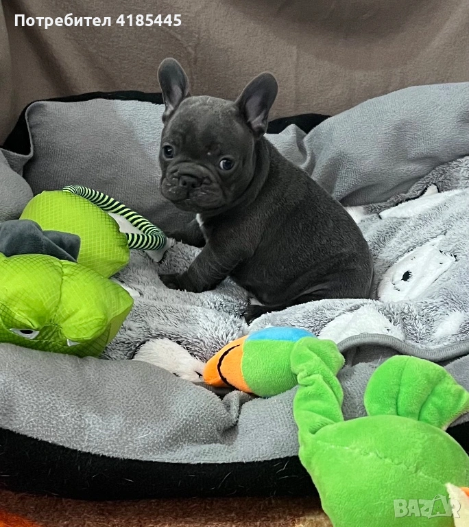 Френски булдог - МЪЖКИ, снимка 1