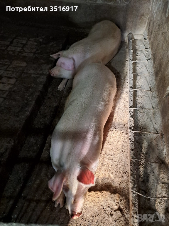 Продавам прасета , снимка 1