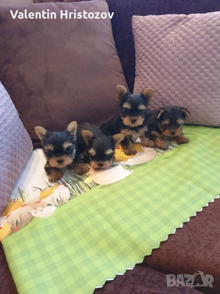 йорки йоркширски териер , снимка 1