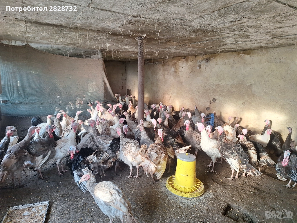 Продавам пуяци , снимка 1