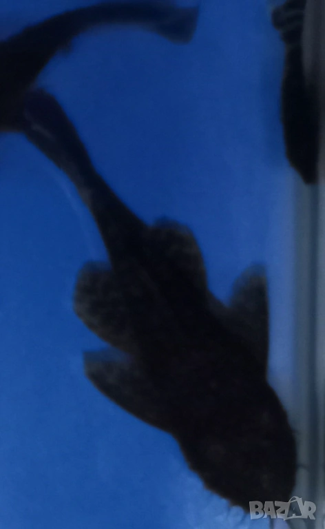 Разменям мъжки обикновен анциструс , снимка 1