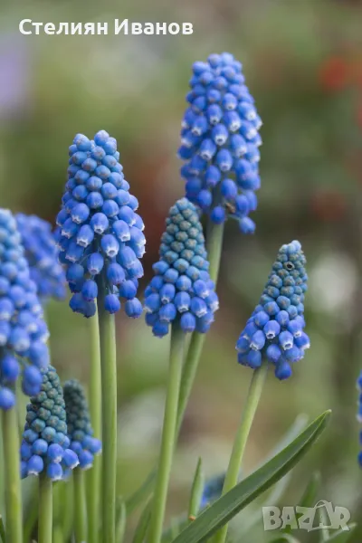 Арменско кукувиче грозде, гроздов зюмбюл, мускари (Muscari armeniacum) – луковички, снимка 1