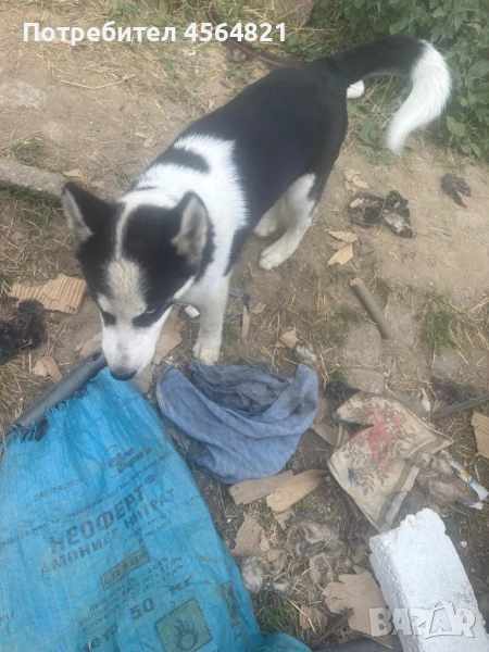 Сибирско хъски, снимка 1