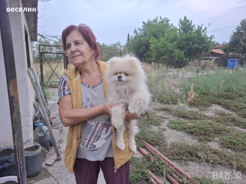 продавам померан, снимка 1