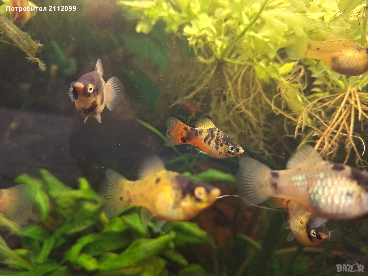 Плати бъмбълби (пчела)родители, снимка 1