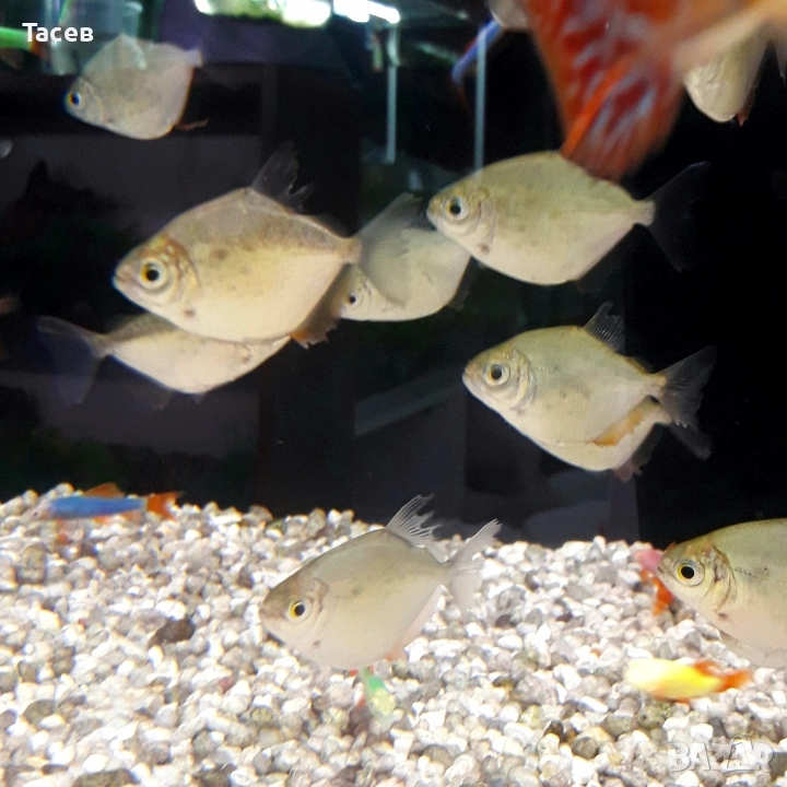 Сребърен долар 4см, снимка 1